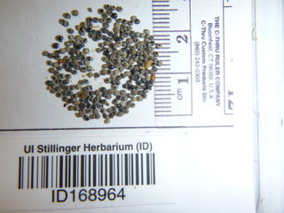 Krascheninnikovia lanata, seed