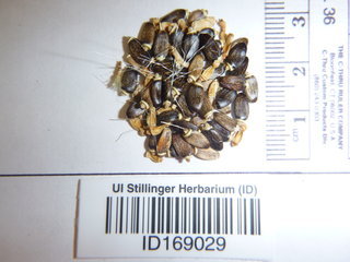 Silybum marianum, seed
