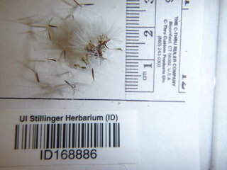 Crepis runcinata, seed