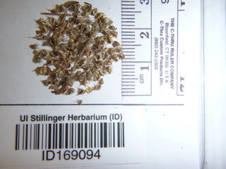 Lappula occidentalis, seed