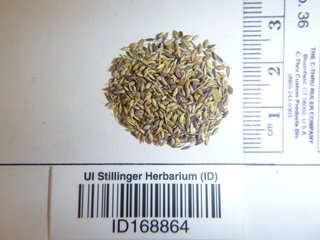 Panicum capillare, seed