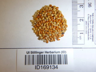 Panicum miliaceum, seed