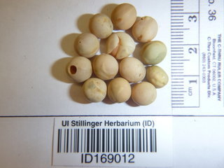 Pisum sativum, seed