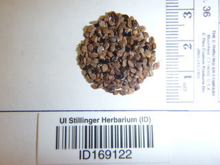 Polygonum persicaria, seed
