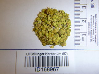 Ranunculus acriformis, seed