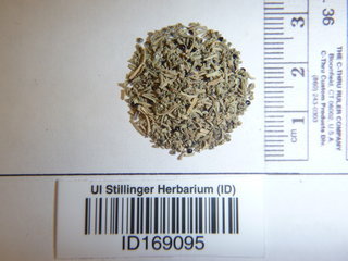 Suaeda calceoliformis, seed