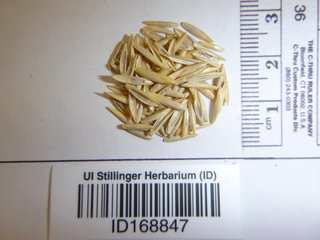 Thinopyrum intermedium, seed