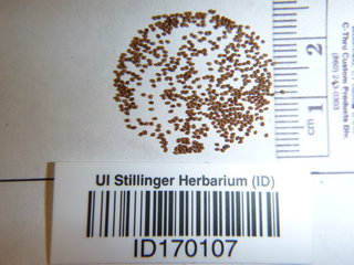 Nicotiana tabacum, seed