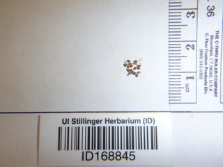 Parietaria pensylvanica, seed
