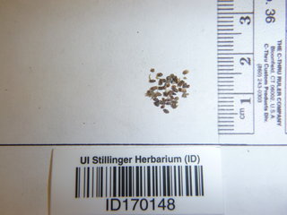 Parietaria pensylvanica, seed