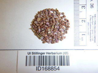 Polygonum lapathifolium, seed