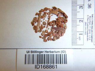 Polygonum lapathifolium, seed