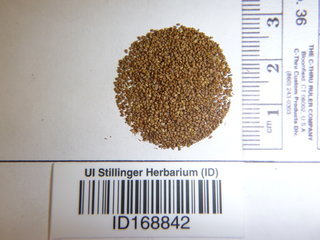 Potentilla norvegica, seed