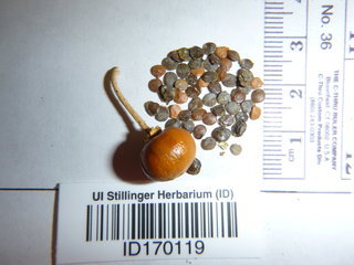 Solanum elaeagnifolium, seed