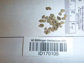 Solanum lycopersicum, seed