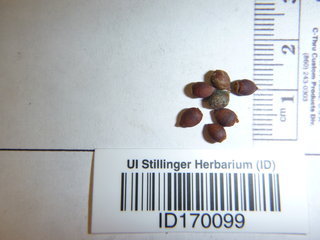 Taxus brevifolia, seed