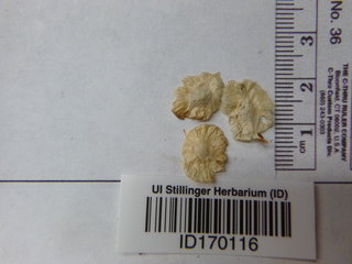 Ulmus pumila, seed