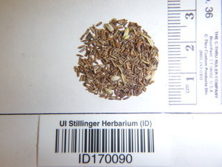 Verbena bracteata, seed