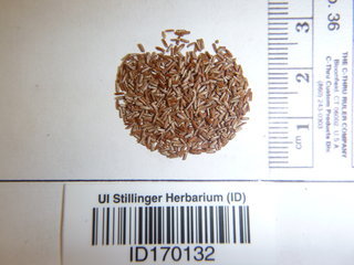 Verbena hastata, seed