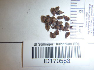 Agrimonia gryposepala, seed