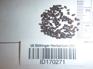 Collinsia parviflora, seed