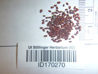 Collinsia parviflora, seed