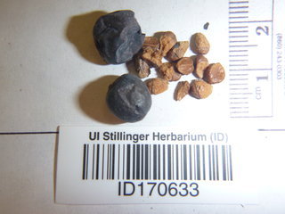 Cotoneaster integerrimus, seed