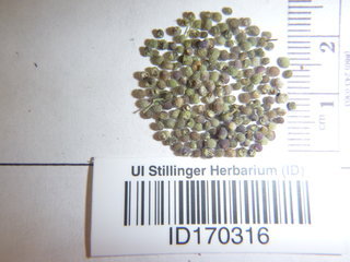 Galium triflorum, seed