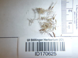 Geum triflorum, seed