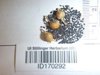 Linaria dalmatica, seed