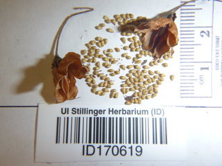 Physocarpus opulifolius, seed