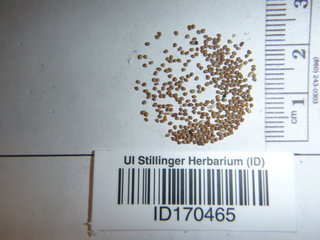 Potentilla canadensis, seed