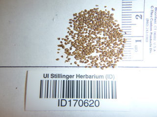 Potentilla gracilis, seed