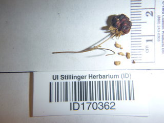 Rubus pubescens, seed