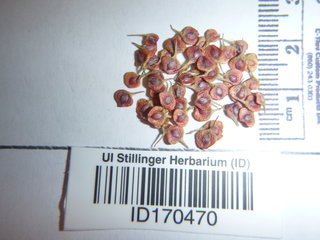 Anemone canadensis, seed