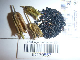 Aquilegia vulgaris, seed