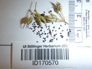 Coptis trifolia, seed
