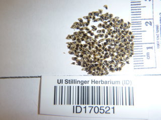Delphinium menziesii, seed