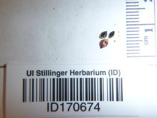 Polygonum hydropiper, seed