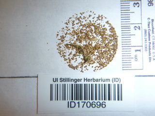 Potentilla norvegica, seed