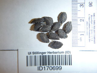 Proboscidea louisianica, seed