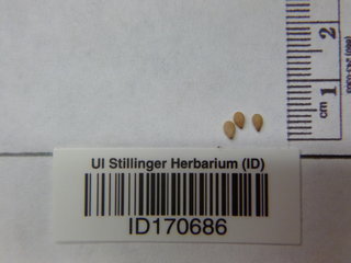Sesamum orientale, seed
