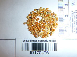 Setaria italica, seed