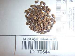 Thalictrum venulosum, seed