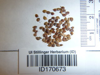 Vicia ervilia, seed