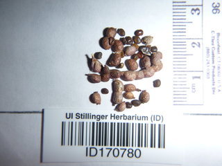 Alhagi maurorum, seed