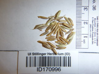 Bromus hordeaceus, seed