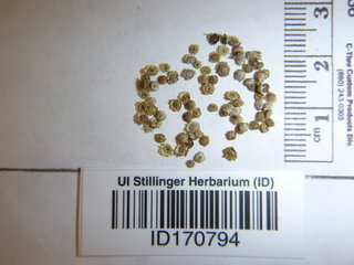 Cycloloma atriplicifolium, seeds