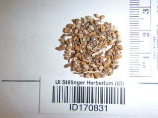 Verbena bracteata, seeds