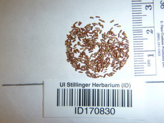 Verbena hastata, seeds